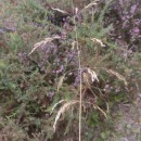 Deschampsia cespitosa (L.) P.Beauv.Deschampsia cespitosa (L.) P.Beauv.
