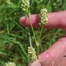 Persicaria maculosa GrayPersicaria maculosa Gray