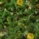 Sonchus asper (L.) HillSonchus asper (L.) Hill