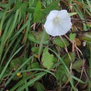 Calystegia sepium (L.) R. Br.Calystegia sepium (L.) R. Br.