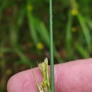 Rhynchospora alba (L.) VahlRhynchospora alba (L.) Vahl