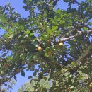 Malus domestica Borkh. var. Tabardilla .Malus domestica Borkh. var. Tabardilla .