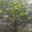 Quercus rubra L.Quercus rubra L.