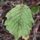 Corylus avellana L.Corylus avellana L.