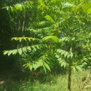 Juglans nigra L.Juglans nigra L.