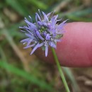 Jasione montana L.Jasione montana L.