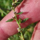 Polygonum aviculare L. subsp. rurivagum (Boreau) BerherPolygonum aviculare L. subsp. rurivagum (Boreau) Berher