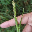 Stenotaphrum secundatum (Walter) KuntzeStenotaphrum secundatum (Walter) Kuntze