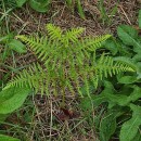 Pteridium aquilinum (L.) KuhnPteridium aquilinum (L.) Kuhn