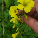 Oxalis pes-capraeOxalis pes-caprae