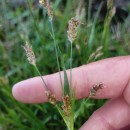 Luzula multiflora (Ehrh.) Lej.Luzula multiflora (Ehrh.) Lej.