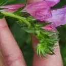 Echium plantagineum L.Echium plantagineum L.