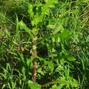 Sonchus asper (L.) HillSonchus asper (L.) Hill