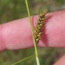 Carex binervis Sm.Carex binervis Sm.