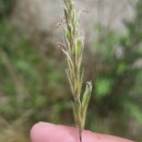 Anthoxanthum odoratum L.Anthoxanthum odoratum L.
