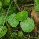Hydrocotyle vulgaris L.Hydrocotyle vulgaris L.