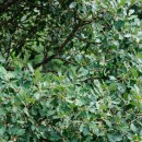 Quercus faginea Lam.Quercus faginea Lam.