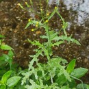 Senecio lividus L.Senecio lividus L.