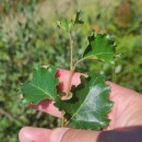 Betula celtiberica Rothm. & Vasc.Betula celtiberica Rothm. & Vasc.