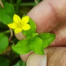 Lysimachia nemorum L.Lysimachia nemorum L.