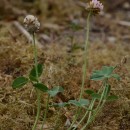 Trifolium fragiferum L.Trifolium fragiferum L.