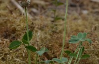 Trifolium fragiferum L.Trifolium fragiferum L.