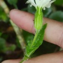 Silene latifolia Poir.Silene latifolia Poir.