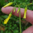 Oxalis pes-capraeOxalis pes-caprae L.