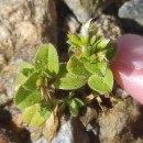 Cerastium glomeratum Thuill.Cerastium glomeratum Thuill.