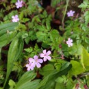 Geranium robertianum L.Geranium robertianum L.