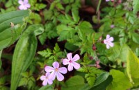 Geranium robertianum L.Geranium robertianum L.