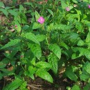 Oenothera rosea L’Hér. ex AitonOenothera rosea L’Hér. ex Aiton