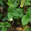 Fragaria vesca L.Fragaria vesca L.