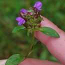 Prunella vulgaris L.Prunella vulgaris L.