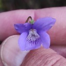 Viola riviniana Reichenb.Viola riviniana Reichenb.