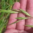 Bromus catharticus VahlBromus catharticus Vahl
