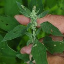 Chenopodium album L.Chenopodium album L.