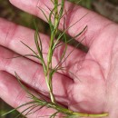 Isolepis fluitans (L.) R.Br.Isolepis fluitans (L.) R.Br.