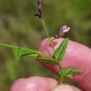 Scutellaria minor Huds.Scutellaria minor Huds.