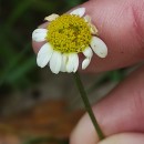 Chamaemelum nobile (L.) All.Chamaemelum nobile (L.) All.