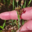 Luzula multiflora (Ehrh.) Lej.Luzula multiflora (Ehrh.) Lej.