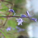 Hyacinthoides hispanica (Mill.) Rothm.Hyacinthoides hispanica (Mill.) Rothm.