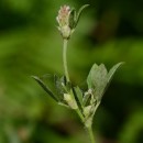Trifolium striatum (Lange) Muñoz Rodr.Trifolium striatum (Lange) Muñoz Rodr.