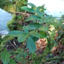 Prunus laurocerasus L.Prunus laurocerasus L.