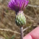 Cirsium palustre (L.) Scop.Cirsium palustre (L.) Scop.