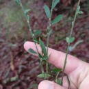 Genista florida L.Genista florida L.