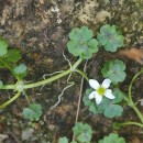 Ranunculus omiophyllus Ten.Ranunculus omiophyllus Ten.
