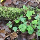 Oxalis acetosella L.Oxalis acetosella L.