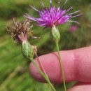 Serratula tinctoria L. subsp. tinctoriaSerratula tinctoria L. subsp. tinctoria
