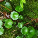 Umbilicus rupestris (Salisb.) DandyUmbilicus rupestris (Salisb.) Dandy